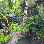 Singapore Zoo: Geparden