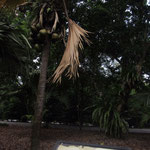 Riesige Kokusnuesse im Botanischen Garten