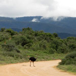 Strauß im Addo Elephant National Park