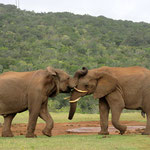 Kämpfende Elefanten im Addo Elephant National Park