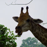 Singapore Zoo: Giraffe