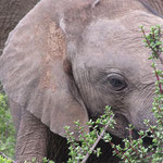 Addo Elephant National Park