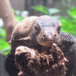 Singapore Zoo: Unser erstes Komodowaran-Baby