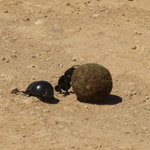 Unter Naturschutz stehende Mistkäfer