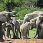 Wasserloch im Addo Elephant National Park