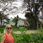 Singapore Zoo: Giraffen
