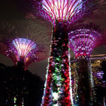 Super Trees in den Gardens by the Bay