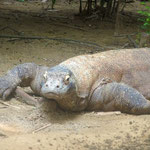 Singapore Zoo: groesserer Komodowaran