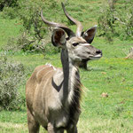 Springbock im Addo Elephant National Park