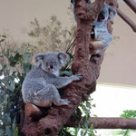 Singapore Zoo: Koalas