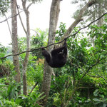 Singapore Zoo: Gibbons