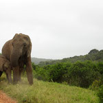 Addo Elephant National Park