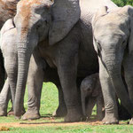 Addo Elephant National Park