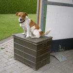 Unser Terrier "Gismo"