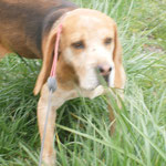 Beaglou