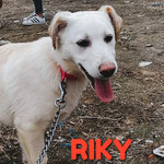 Riky