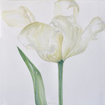 messere tulipano 50x50