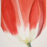 Tulipano 40x60cm