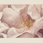 Frammento di magnolia 24x15cm