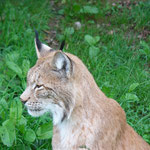 Der Luchs ist das Wappentier des Ökologischen Jagdvereines.