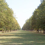 Herkulesallee