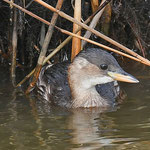 Zwergtaucher