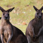 Känguruhs im Wildlifecenter