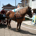 豊村酒造の目の前は馬車の発着所。馬かっこいい！