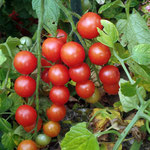 Tomates cerises semées par les oiseaux
