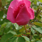 Rose rose ancienne et très parfumée