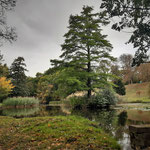Die Insel im Schlosspark mit der uralten Sumpfzypresse