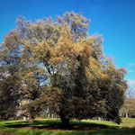 Riesige Bäume im Schlosspark