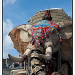 L'élèphant. Par David Lair Photographe à Ancenis.