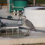 Madurodam