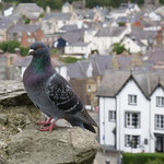 Die heimlichen Herrscher über Conwy Castle