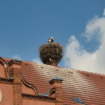 Der Rathaus-Storch in Werben