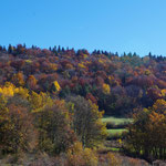 31-10-15 Forêt aux couleurs automnales (Ain)