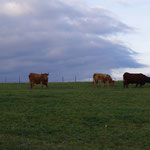 09-11-15 Vaches Ferrandaises (Puy-de-Dôme), différentes des Montbéliardes !