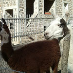 05-11-15 Lamas sur la route de Thiers (Puy-de-Dôme) !!