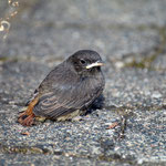 Hausrotschwanz Jungvogel