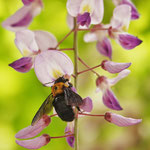 写真2. フジの花に集まるクマバチ
