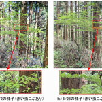 写真４　ブナの木と虫こぶの様子