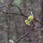 付録写真１a　クロモジの花（金剛山）