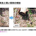 図５ 倒木処理材と実生と若い個体の増加