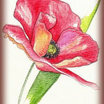 Croquis "coquelicot" réalisé par le Client.