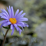 Aster alpinus