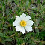 Dryas octopetala