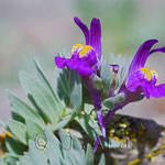 Linaria alpina