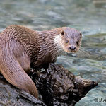 Nutria (LUtra lutra)