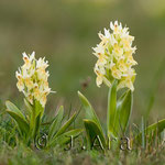 Dactylorhiza sambucina